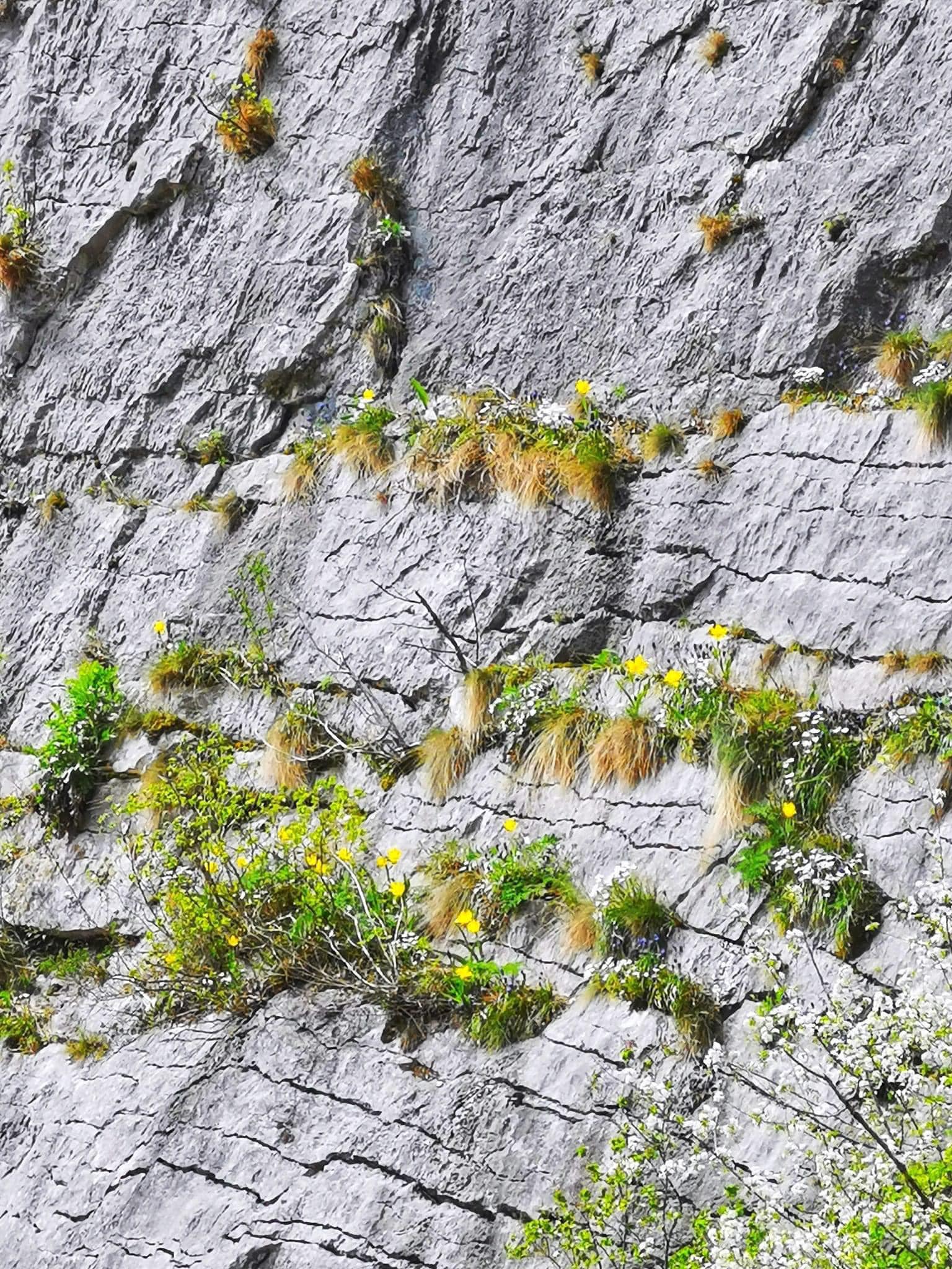 Laleaua galbenă de Cazane